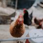 Avian Bird Flu: What You Need to Know!&nbsp;🐦